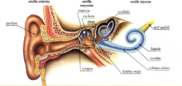 Située entre l'oreille externe et l'oreille interne. Elle est composée